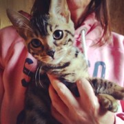 gorgeous male brown rosetted bengal kitten