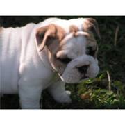  English Bulldog Puppies for Adoption 
