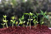 Bio Compost to improve contaminated soil