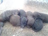 miniature poodle