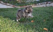 Gorgeous Litter Of Baby Pomeranians