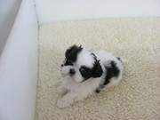 *** Shih tzu puppies ready ***