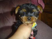 Rex is adorable,  well socialize and health active.