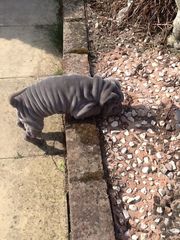 Wrinkly Blue Shar Pei Pups
