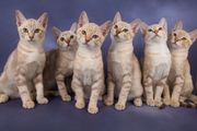 Australian Mist Kitten By Our Grand Champion.