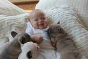 Cute and Adorable English Bulldog Puppies For Adoption