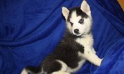 Blue Eyes Siberian Husky Pups