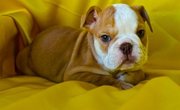 English Bulldog Puppies Ready