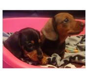 Short Haired Dachshund