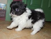 Toy BL & Wh Parti Pomeranian female