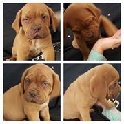 Dog De Bordeaux Puppies