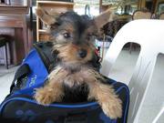 Registered Teacup Yorkshire Terrier Puppies