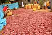 SALE VANILLA,  COCOA,  BLACK EYEBEAN OF MADAGASCAR