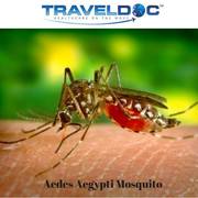 Yellow Fever Vaccine Leicester
