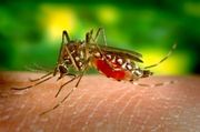 Yellow Fever Vaccine Birmingham